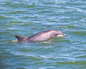 dolphin in the water