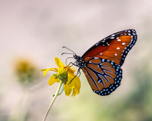 Monarch on a flower