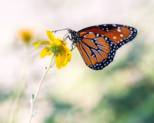monarch butterfly on a flower