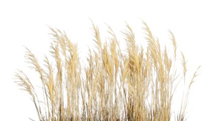 Dry grass blowing in the wind on transparent background