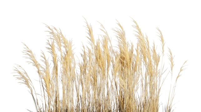 Dry grass blowing in the wind on transparent background
