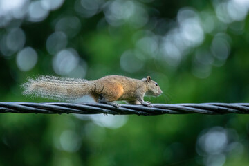 Squirrel 