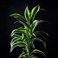 Fototapeta premium Dracaena Marginata: A Stunning Tropical Houseplant