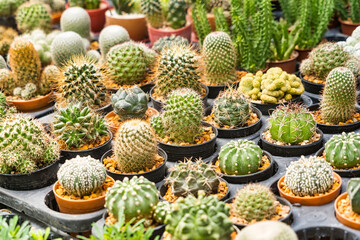 A variety of small potted cacti arranged in rows at a nursery, showcasing diverse shapes and textures.