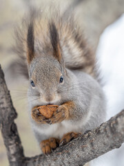 The squirrel with nut sits on tree in the winter or late autumn