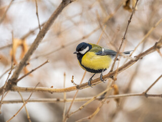 Cute bird Great tit, songbird sitting on a branch without leaves in the autumn or winter.