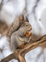 The squirrel with nut sits on tree in the winter or late autumn