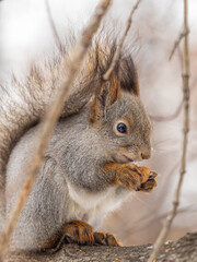 The squirrel with nut sits on tree in the winter or late autumn