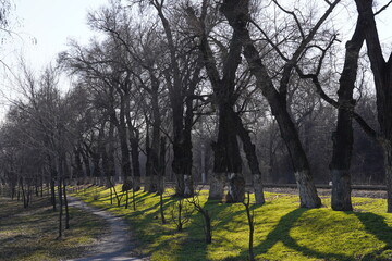 The first green grass after winter. Trees in the park.