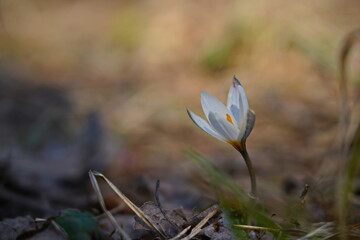 The first snowdrops in the city park.