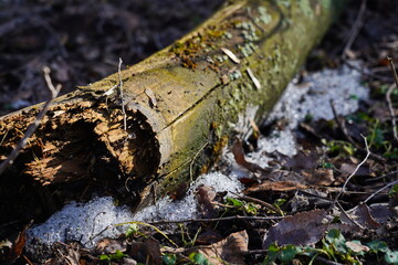 The bark of an old fallen tree. Park.