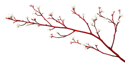 Blooming red twig with delicate white flowers on transparent background