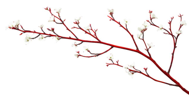 Blooming red twig with delicate white flowers on transparent background