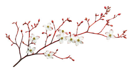 Blooming red osier dogwood branch with delicate white flowers on transparent background