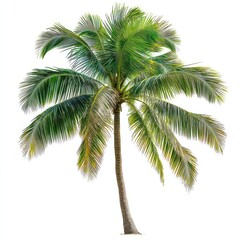 Isolated Palm Tree with Green Leaves Against White Background for Summer