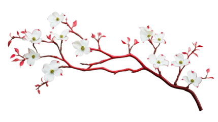 Blooming white flowers on red branch with transparent background