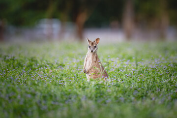 Wallaby. Wallaby is medium-sized, hopping macropods found throughout Australia and New Guinea.