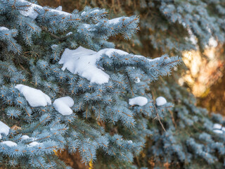 Green fir branches in winter covered with snow