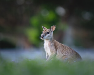 Obraz premium Wallaby. Wallaby is medium-sized, hopping macropods found throughout Australia and New Guinea.