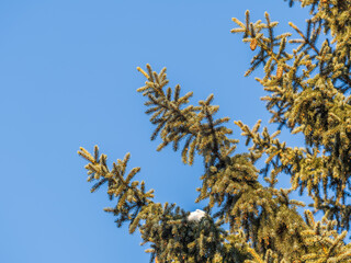 Green spruce branches with needles and cones against a blue sky in winter. Many cones on spruce. Fir tree.
