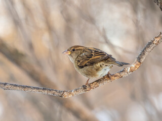 Sparrow sits on a branch without leaves.