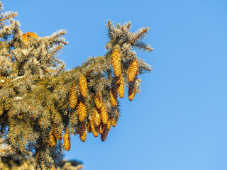 Green spruce branches with needles and cones against a blue sky in winter. Many cones on spruce....