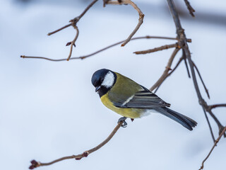 Naklejka premium Cute bird Great tit, songbird sitting on a branch without leaves in the autumn or winter.
