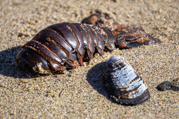 Lobster Tail and Mussel Shell on Sandy Beach
