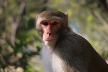 monkey