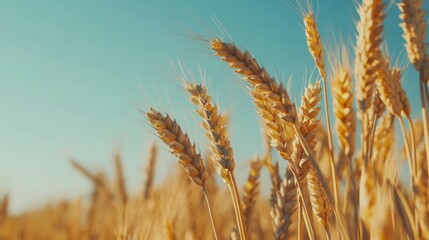 Fototapeta premium Golden wheat fields under a clear blue sky.