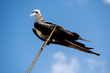 The Magnificent Frigatebird (Fregata magnificens)