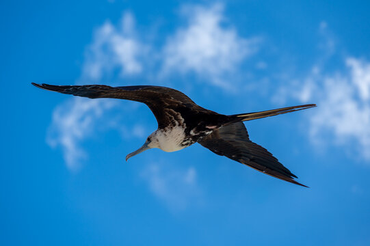 The Magnificent Frigatebird (Fregata magnificens)