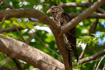 young bird of prey on a tree