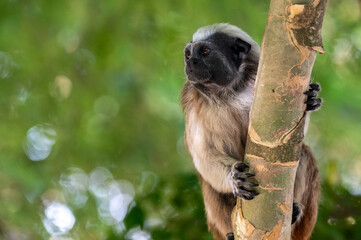 Closeup of Cotton-top Tamarin monkey. Latin name Saguinus oedipus.