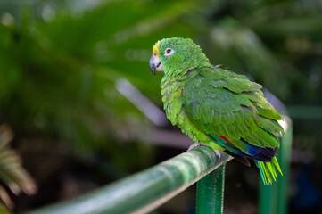 Yellow-crowned amazon (Amazona ochrocephala) portrait