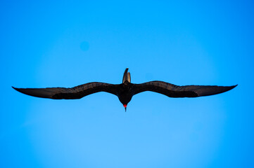 The Magnificent Frigatebird (Fregata magnificens)