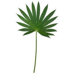 Fototapeta premium Palm tree green leaves isolated on a white background with clipping path.