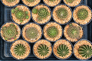 Top view of various small cacti in black pots with decorative gravel, arranged neatly in rows for...