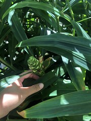 Close up a ginger flower bud growing among lush green leaves, tropical plant in natural sunlight, detailed texture of the flower and leaves, nature photography, healthy ginger plant in the garden