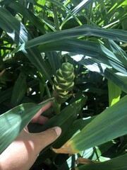 Close up a ginger flower bud growing among lush green leaves, tropical plant in natural sunlight, detailed texture of the flower and leaves, nature photography, healthy ginger plant in the garden