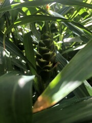 Close up a ginger flower bud growing among lush green leaves, tropical plant in natural sunlight, detailed texture of the flower and leaves, nature photography, healthy ginger plant in the garden