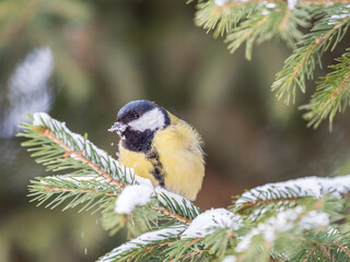 Cute bird Great tit, songbird sitting on the fir branch with snow in winter