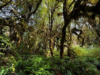 Hall of Mosses, moss covered trees in lush rain forest in the pacific northwest in the Hoh rain forest in Olympic national park in Washington state