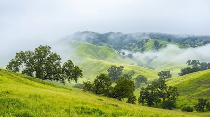 Obraz premium Misty rolling hills covered in fog with trees dotting the slopes.