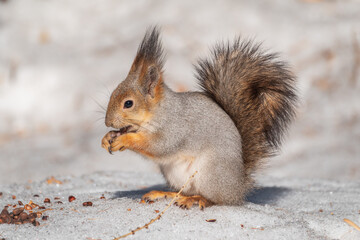 The squirrel in winter sits on white snow.