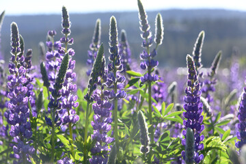 Vibrant blooming purple lupine flowers bloom along Lake Tahoe, California