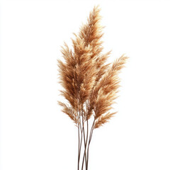 Fototapeta premium wheat ears isolated on white background