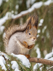 The squirrel sits on a branches without leaves in the winter or autumn
