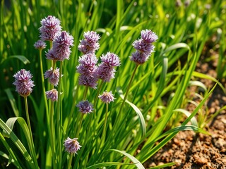 Fototapeta premium Vibrant Blooming Chives in Summer Garden - AI Photo