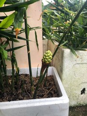 Close up a ginger flower bud growing among lush green leaves, tropical plant in natural sunlight, detailed texture of the flower and leaves, nature photography, healthy ginger plant in the garden